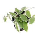 Carnosa Variegated